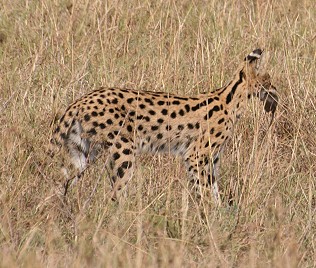 Serval, Masai Mara